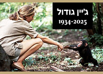 ג׳יין גודול.jpg