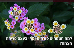 Screenshot 2020-04-01 09.45.27.jpg