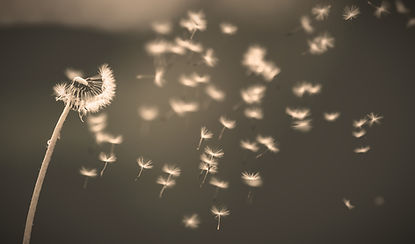 Dandelions are everywhere in Finland in Spring!_edited.jpg