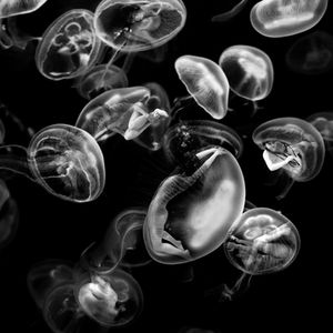 Asphyxie 9-40X40cm-2013, tirage Fine Art à 5 exemplaires. Photographies. Louve Delfieu