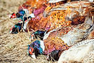 gaf-pullandpeelpheasants-1200x800.jpg