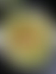 quiche sans pâte brocoli chou fleur jambon chèvre et salade sucrine