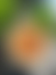 Dégustez une savoureuse quiche aux fruits de mer, ail et persil dans le moule à tarte Tupperware