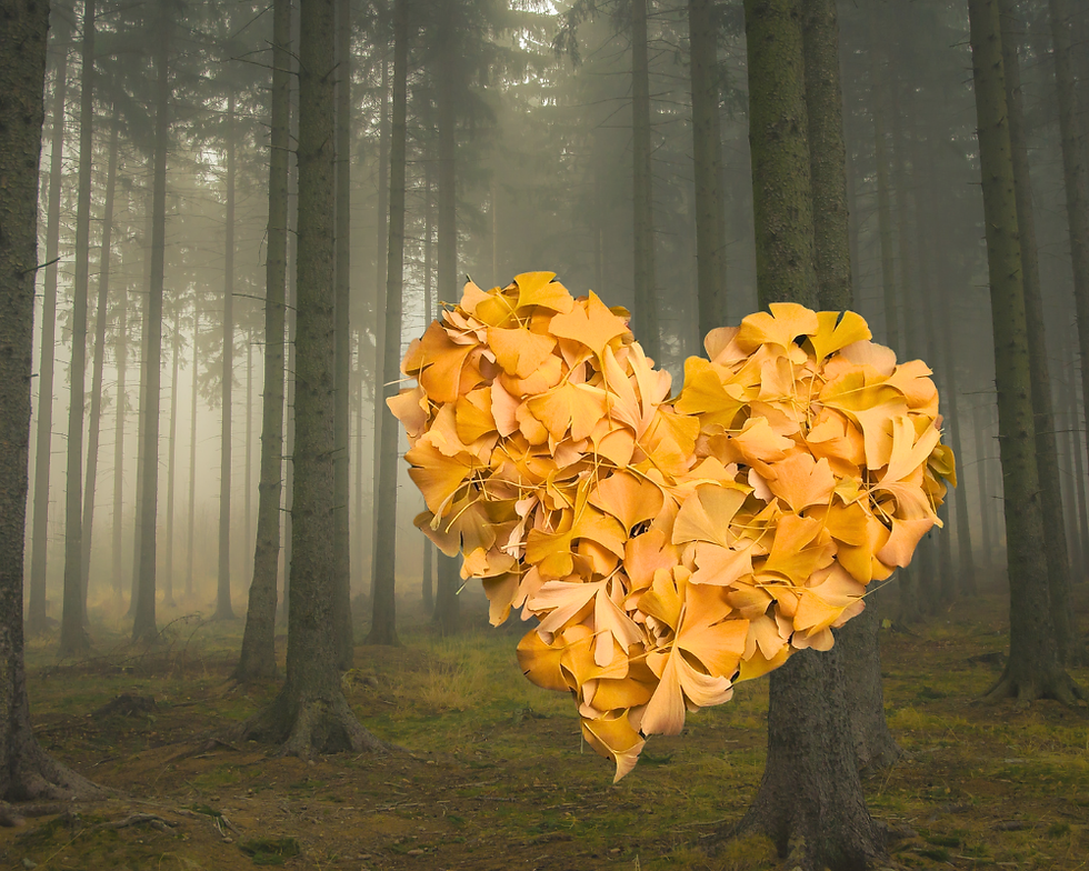 Heart made of Gold Gingko Leaves with misty forest background