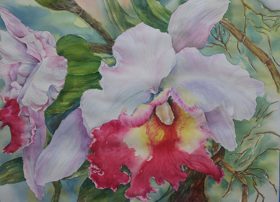 AtienzaLee 2024 Cattleya Reverie White