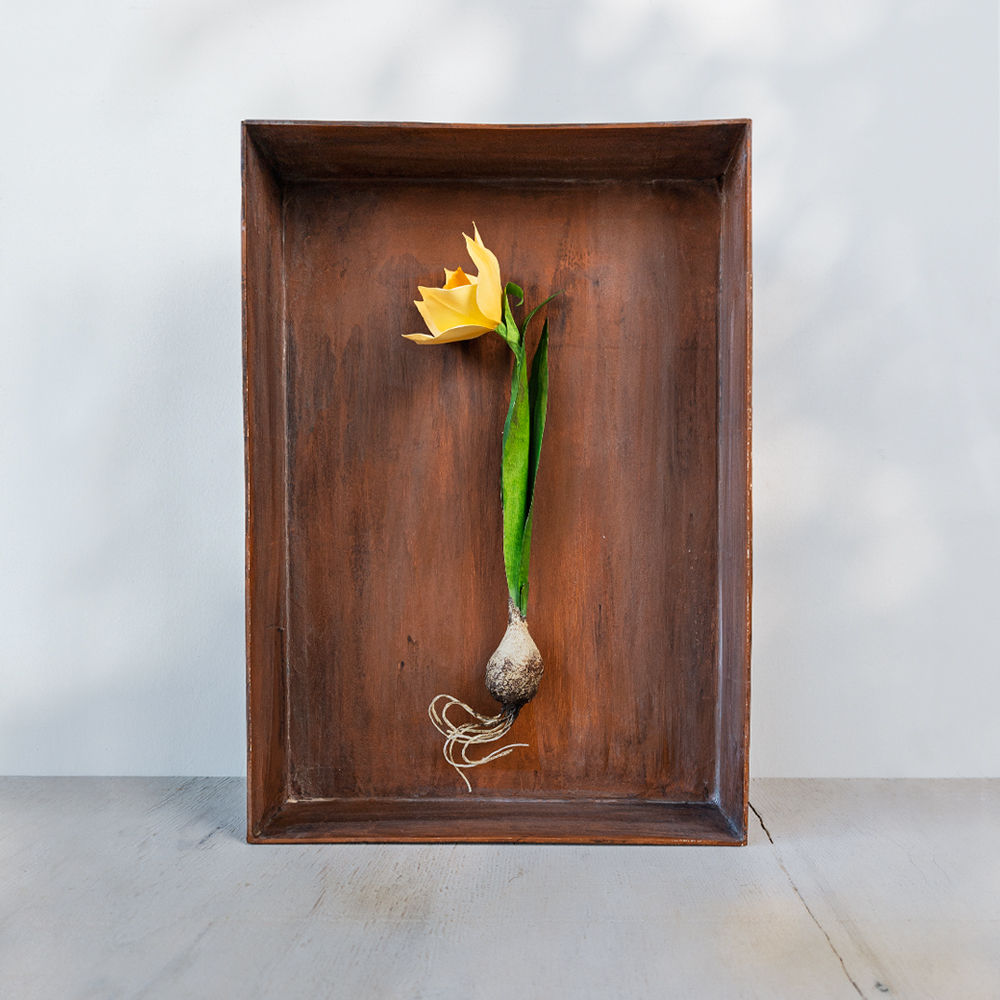 Yellow Daffodil in Tray