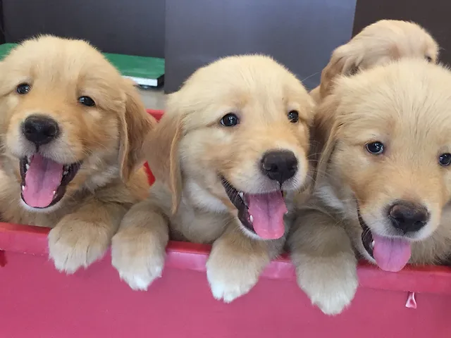 Dfw Golden Retriever Breeder Texas Creed Goldens