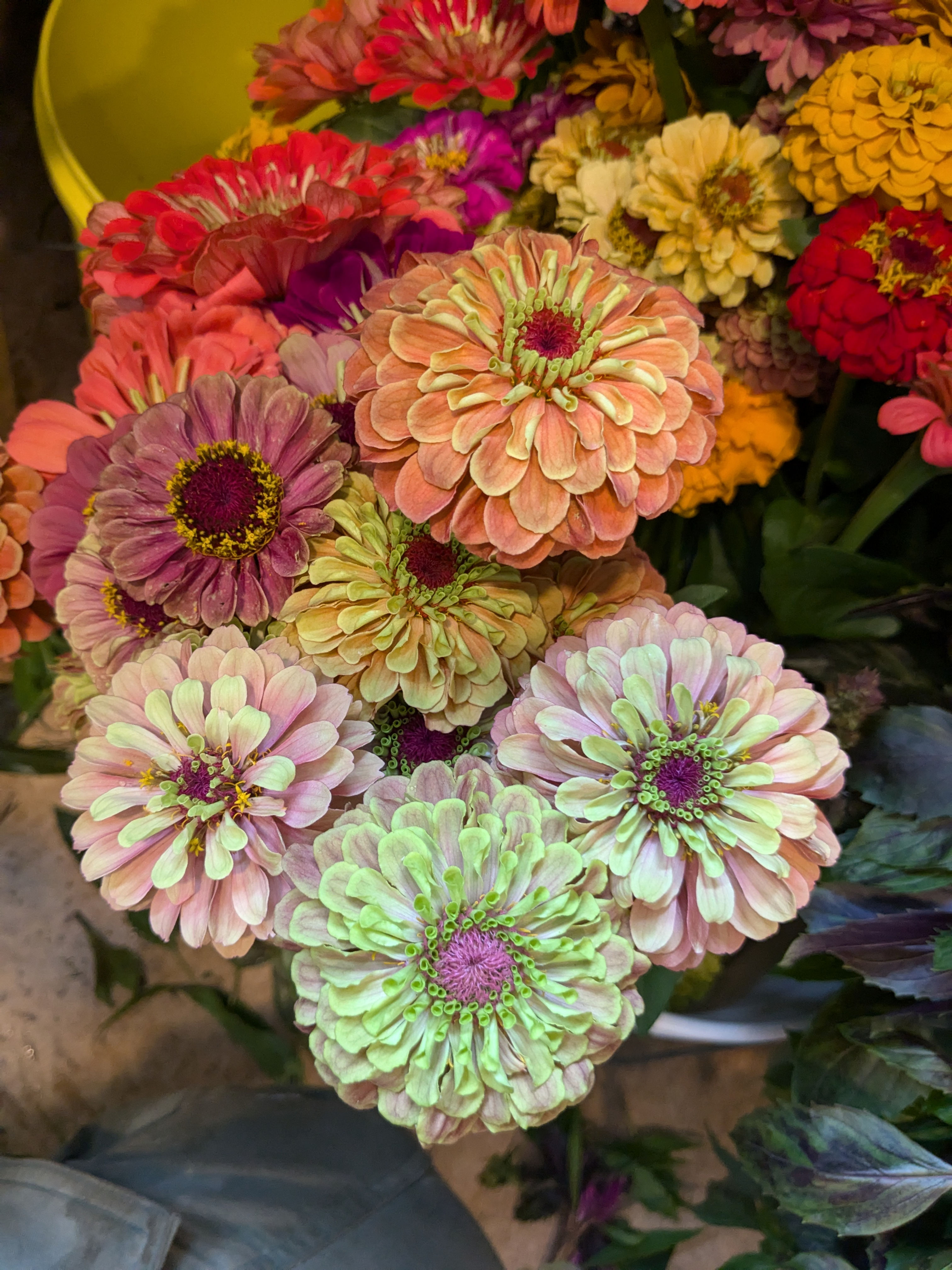 Zinnia - Large