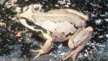 Verreaux's Alpine Tree Frog