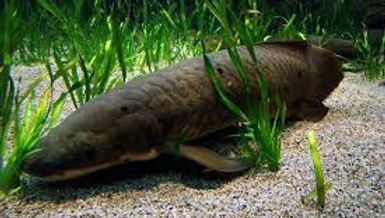 Queensland Lungfish