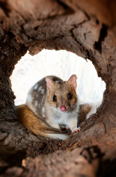 Quoll_Adam_McGrath_edited.jpg