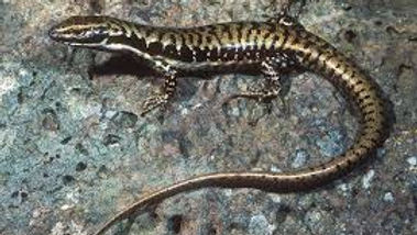 Eulamprus tympanum marnieae