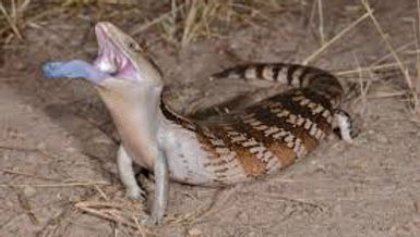 Tiliqua scincoides intermedia