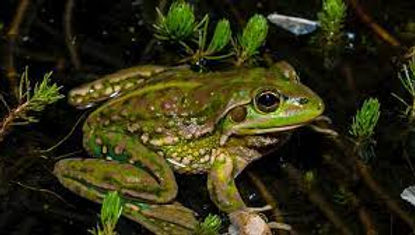 Yellow-spotted Bell Frog