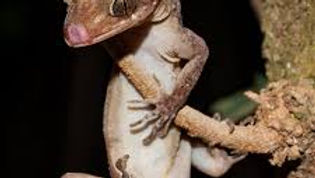 Cyrtodactylus sadleiri