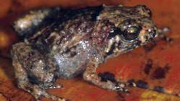 Rattling Nursery-frog, Pipping