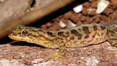 Lepidodactylus listeri