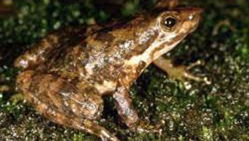 Eungella Torrent Frog