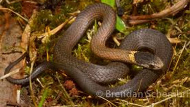 Drysdalia rhodogaster