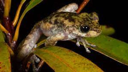 Little Waterfall Frog