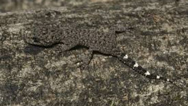 Phyllurus caudiannulatus