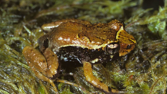 Northern Tinker Frog