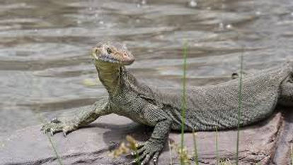 Varanus mertensi