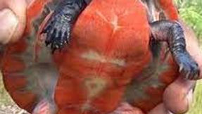 Emydura subglobosa subglobosa