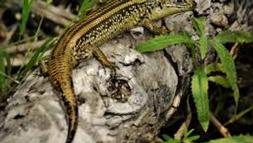 Lissolepis coventryi