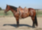 Drop of Kitty - 2012 Bay Gelding