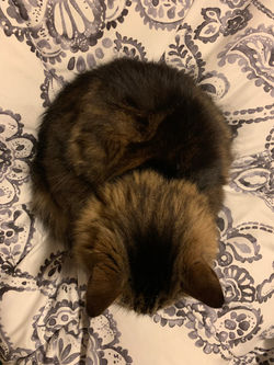 my cat, moxie