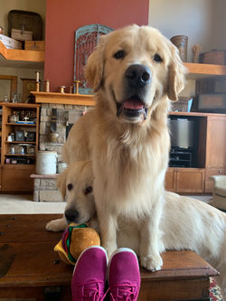 jax, otis, & allbirds