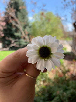 cute little flower