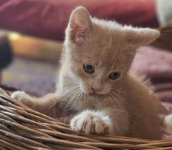 Caramel