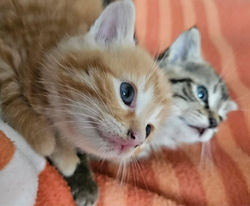 Ali et Arlo