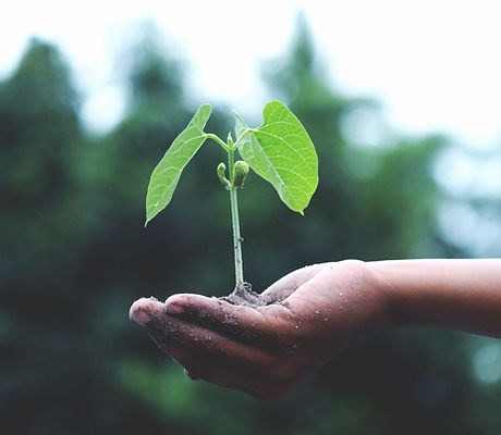 growth-hand-little-1072824.jpg