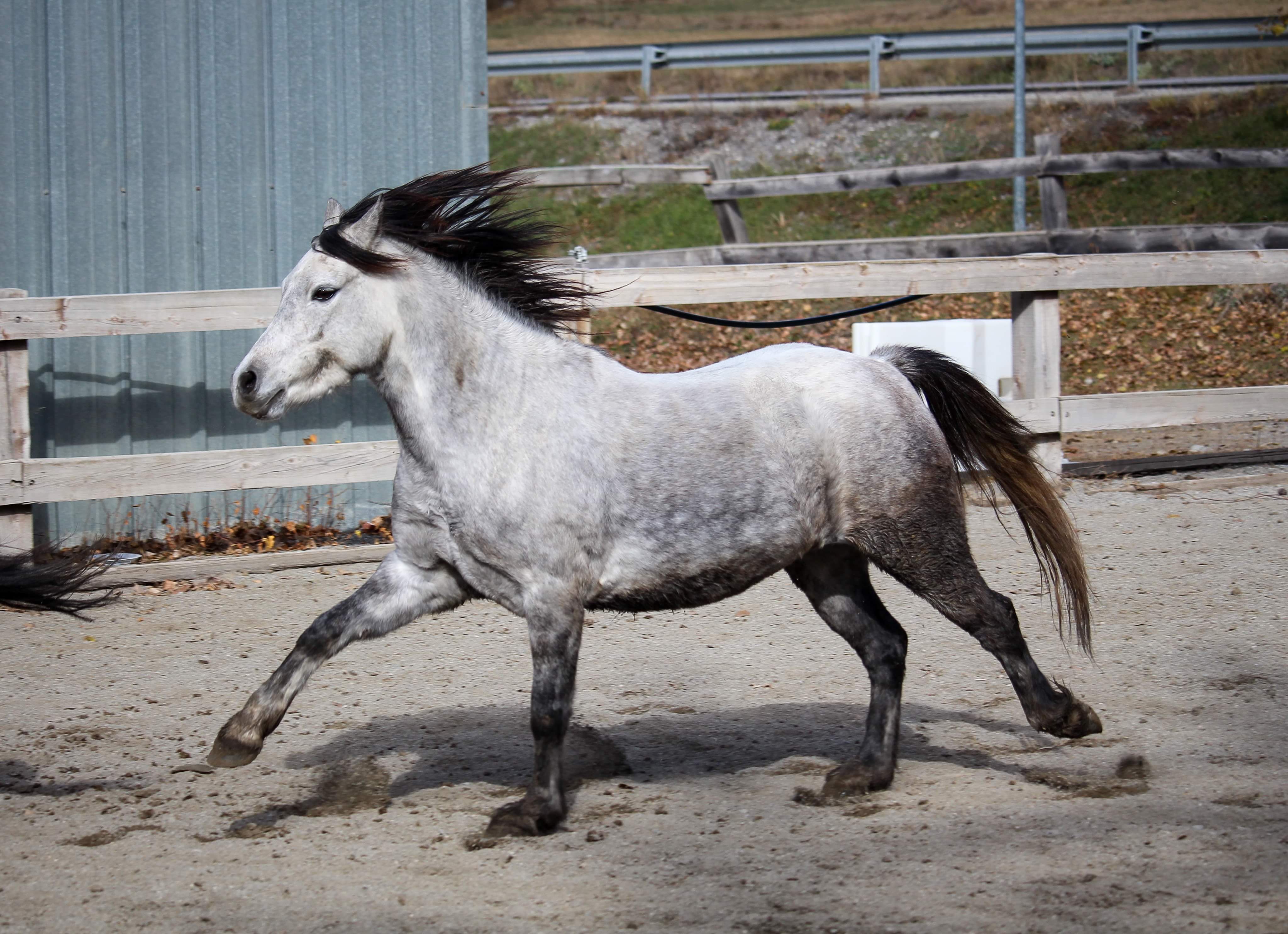 FLYSTAR DE LA GARDIOLE