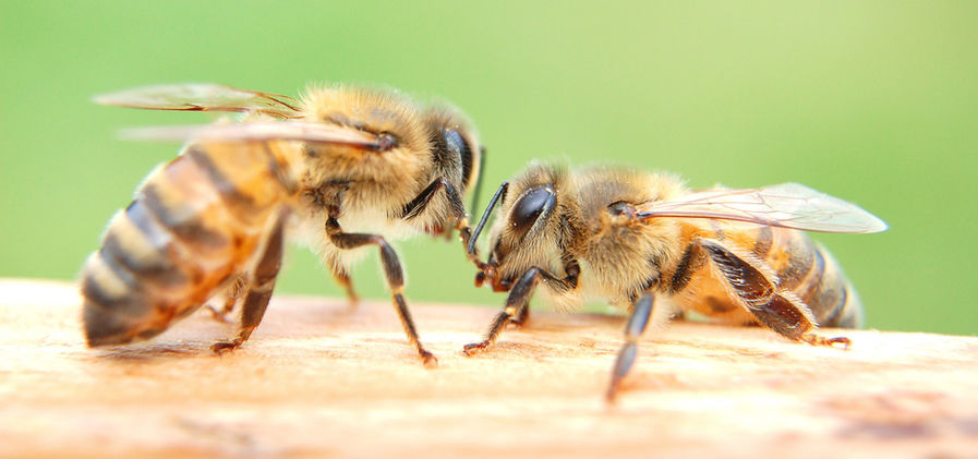 abeilles.jpg