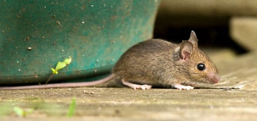 Le Rat Rat brun ou rat noir chacun a ses particularités mais ils ont des  points communs : ils sont très malins et méfiants.  Et c'est là qu'il pose problème !  Ce mammifère est un rongeur il a donc besoin de s'user les dents.  Au-delà de l'utilisation de produits, notre particularité en tant que spécialiste de la dératisation c'est d'analyser leurs habitudes afin de pouvoir vous en débarrasser et surtout d'éviter une ré-infestation.