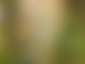 Nid de Chenilles Processionnaires du Pin