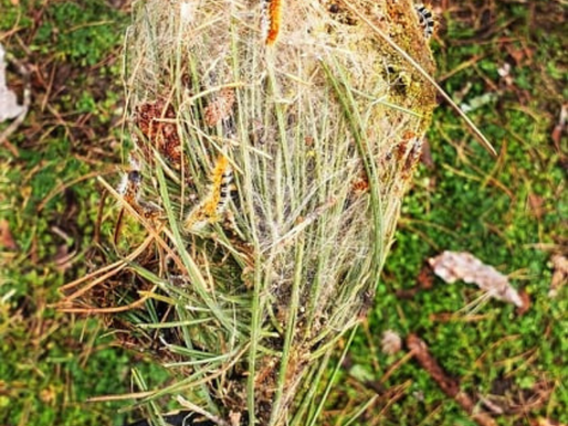 Nid de Chenilles Processionnaires du Pin