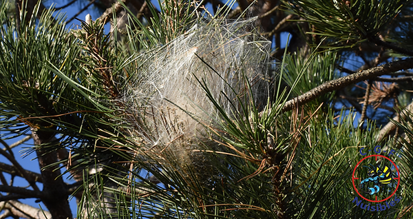 Intervention Chenille processionnaires Appelez-nous. Chenilles Processionnaires Elle s’observe rarement seule. Sa face dorsale est orange barrée de noir. Sur le côté, elle possède de longs poils gris clair. Sa tête est entièrement noire et lisse. Les toisons de la chenille processionnaire peuvent provoquer de problèmes graves à la santé. Ils peuvent facilement pénétrer dans la peau, les canaux respiratoires et même les yeux. Mais la répercussion peut se varier d’un sujet à un autre. Cela peut également susciter des œdèmes ou des inflammations aux animaux de compagnies, les amenant à un rejet de nourriture et des gangrènes.