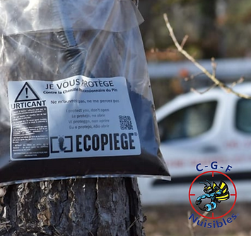Chenilles processionnaires Il est possible, afin de lutter contre cette espèce, de mettre en place un système d'Eco-piège, visant à capturer la chenille plutôt qu'à la détruire. C'est un dispositif placé autour du tronc des pins ou des cèdres qui va permettre de capturer les chenilles processionnaires du pin lorsqu'elles descendent en procession pour aller s'enterrer. L'Éco-Piège apporte une solution alternative, basé sur la biologie de ces chenilles ; il est respectueux de l'écosystème en interceptant exclusivement la chenille processionnaire du pin, sans utilisation aucune de pesticide.