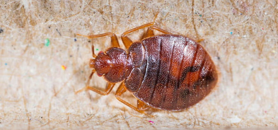 Punaise (ou puce) de lit
Intervention professionnel C.G.F Nuisibles