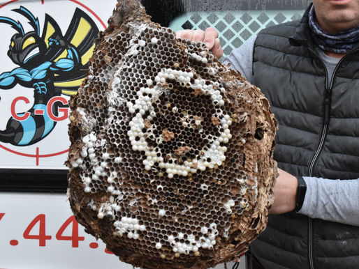 Un très gros nid de Frelons Asiatiques sur La Ferté-Saint-Aubin !