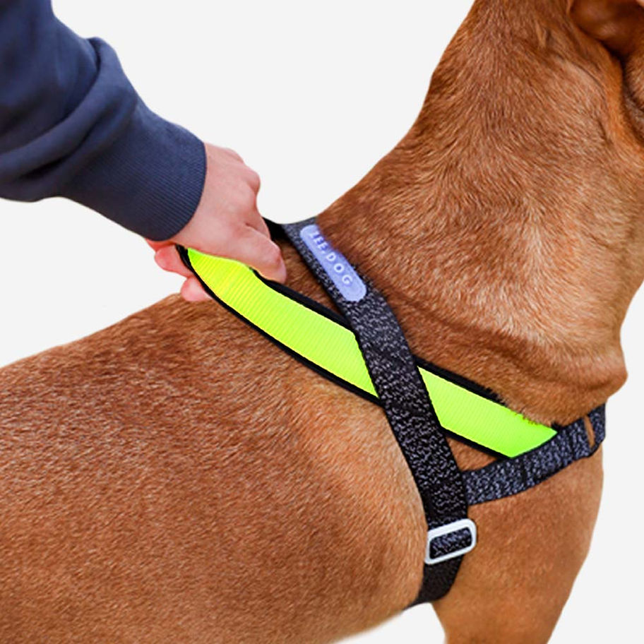 כלב לובש רתמת Zee.Dog SofterWalk NOX בצבע שחור וירוק