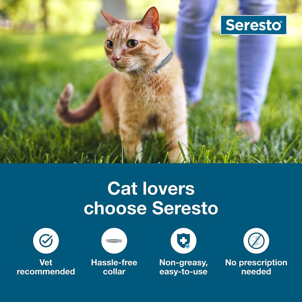 חתול עונד קולר Seresto בחצר והדגמת מאפייני הקולר