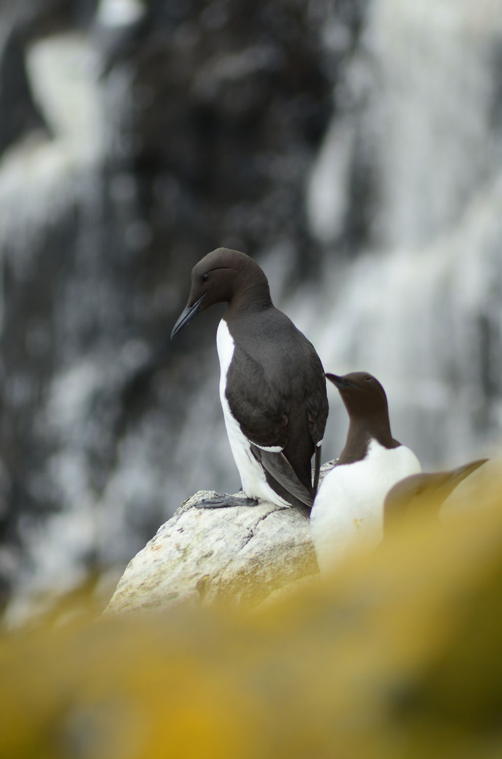 Guillemot