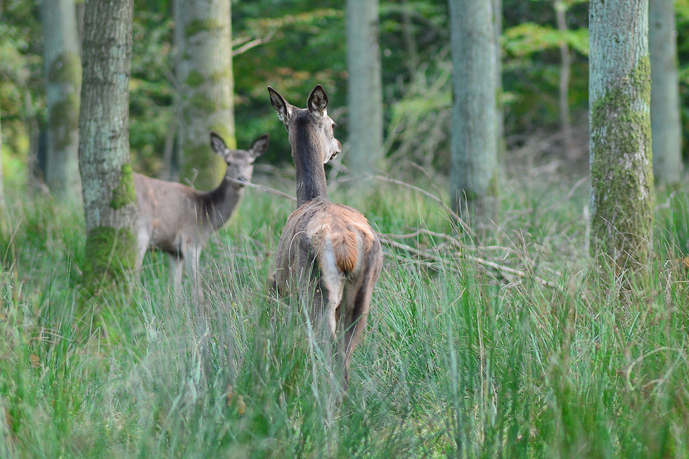Red deer 2