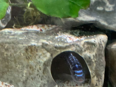 Fish inside stones 6401 w mbuna blue.jpg